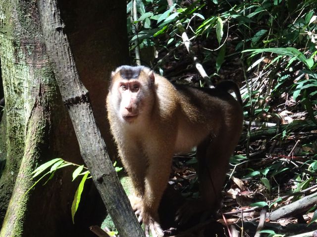 Bukit Lawang